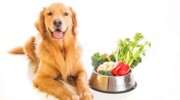 Some good for healthy dog food that you can find at home