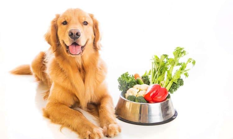 Some good for healthy dog food that you can find at home