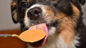 Is Peanut Butter Safe For Dogs?